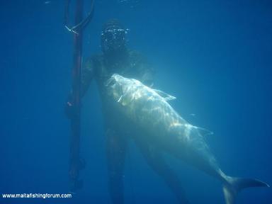 AmberJack